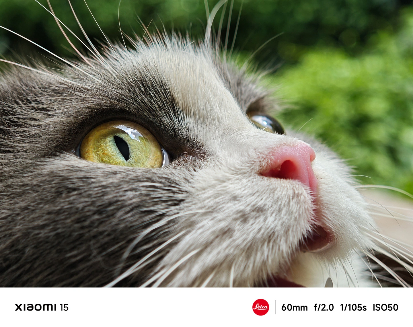 Xiaomi 15 series camera samples released: Leica Optical System and AISP 2.0 6 Xiaomi 15 camera samples 4